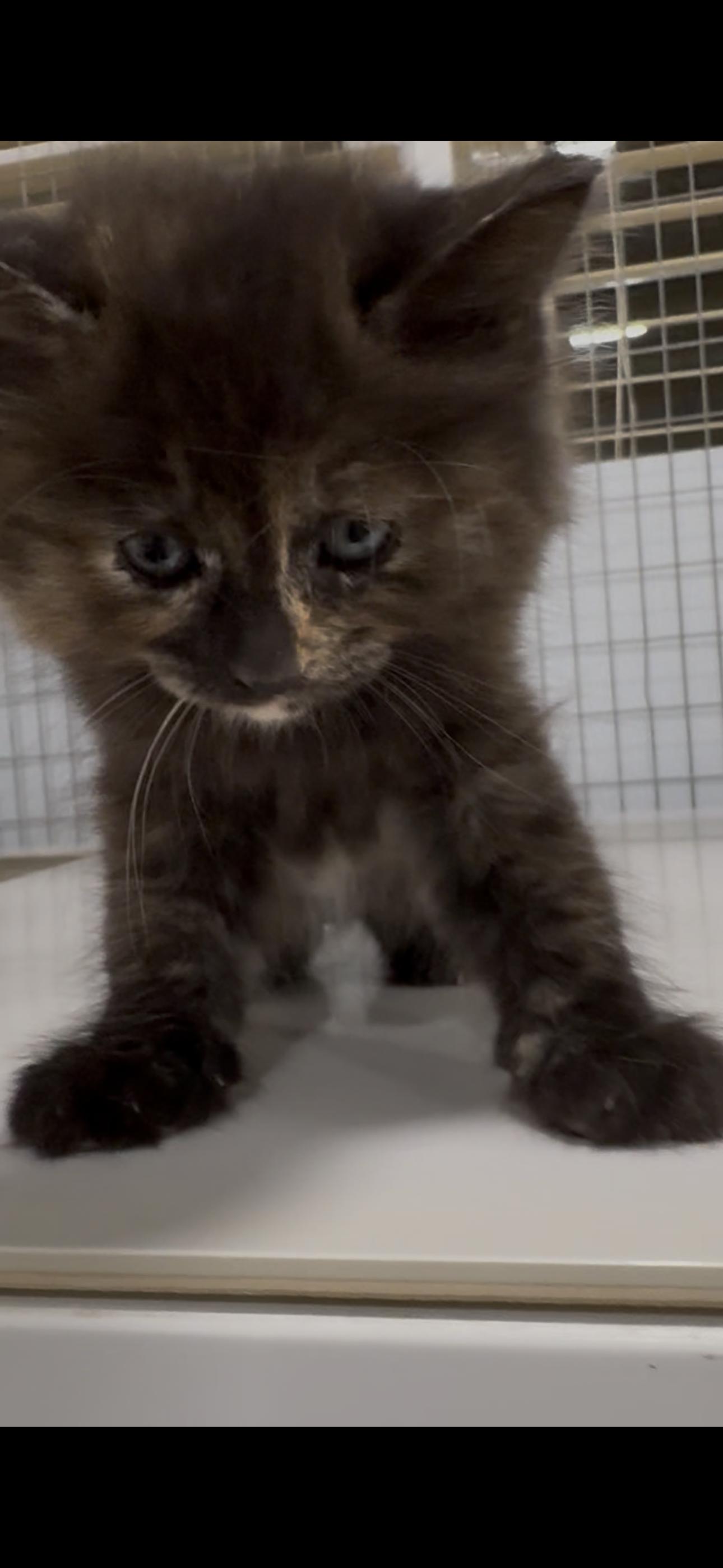 Enlarge Whitley X2026-399, a Adoptable mixed breed in Winder, GA image 1/6