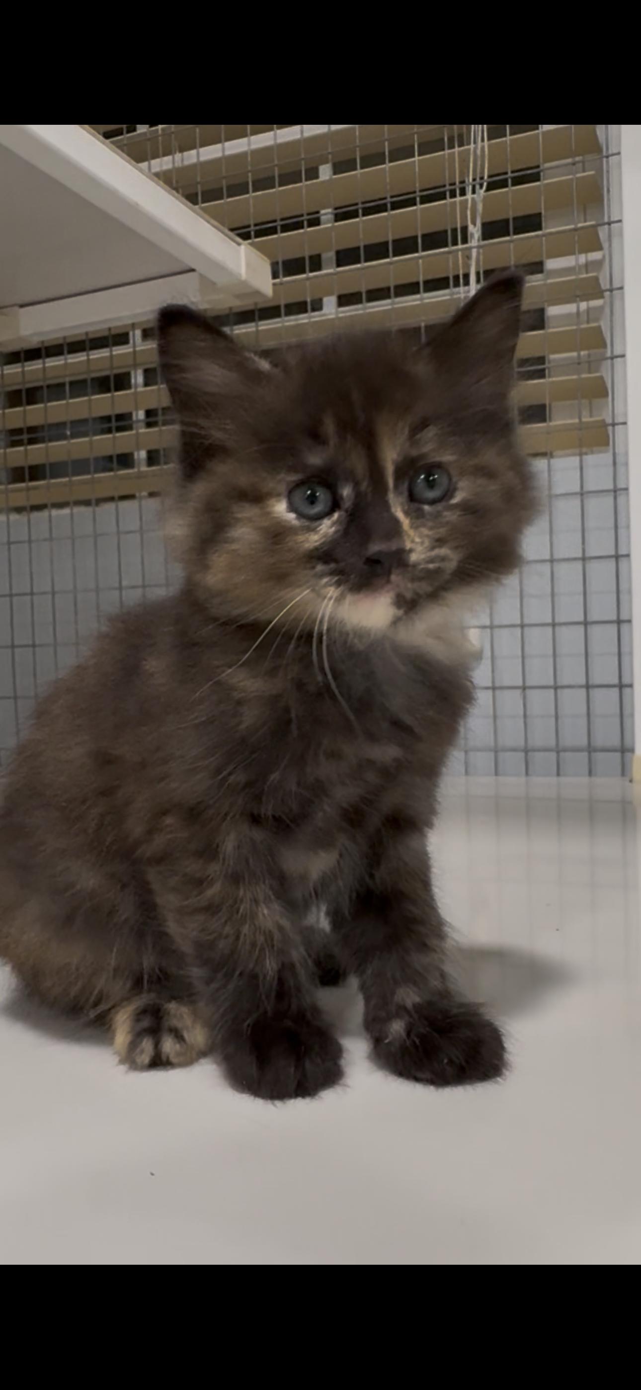 Enlarge Whitley X2026-399, a Adoptable mixed breed in Winder, GA image 2/6