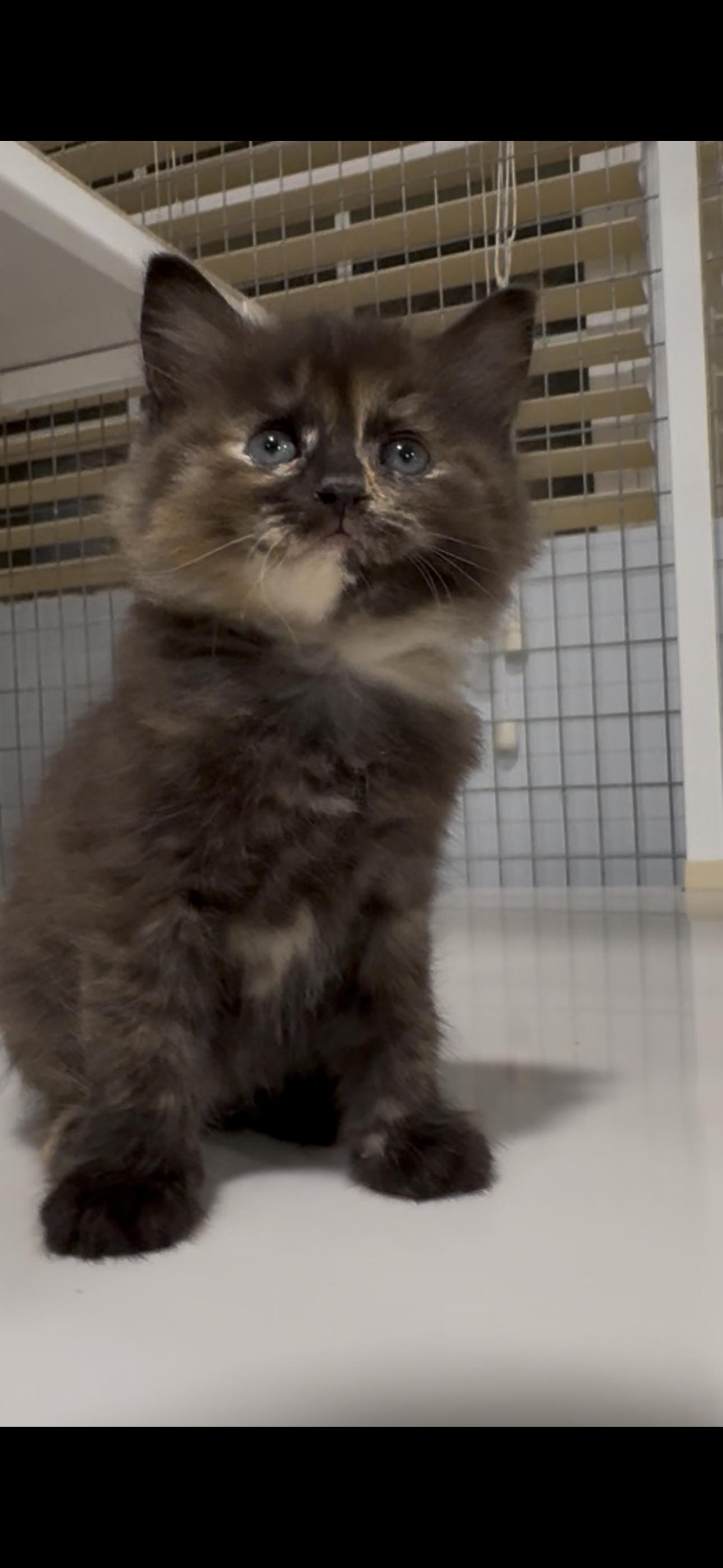 Enlarge Whitley X2026-399, a Adoptable mixed breed in Winder, GA image 3/6