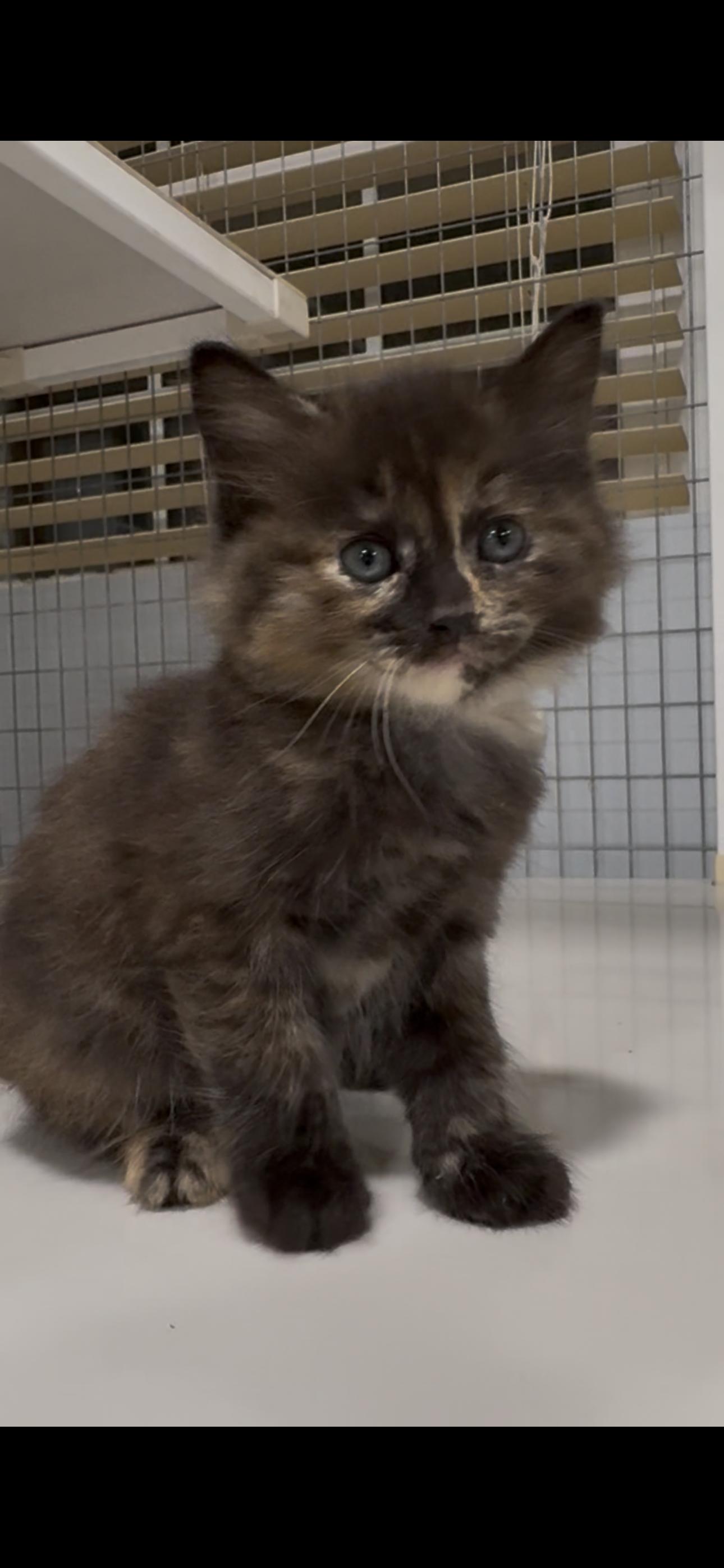 Enlarge Whitley X2026-399, a Adoptable mixed breed in Winder, GA image 4/6