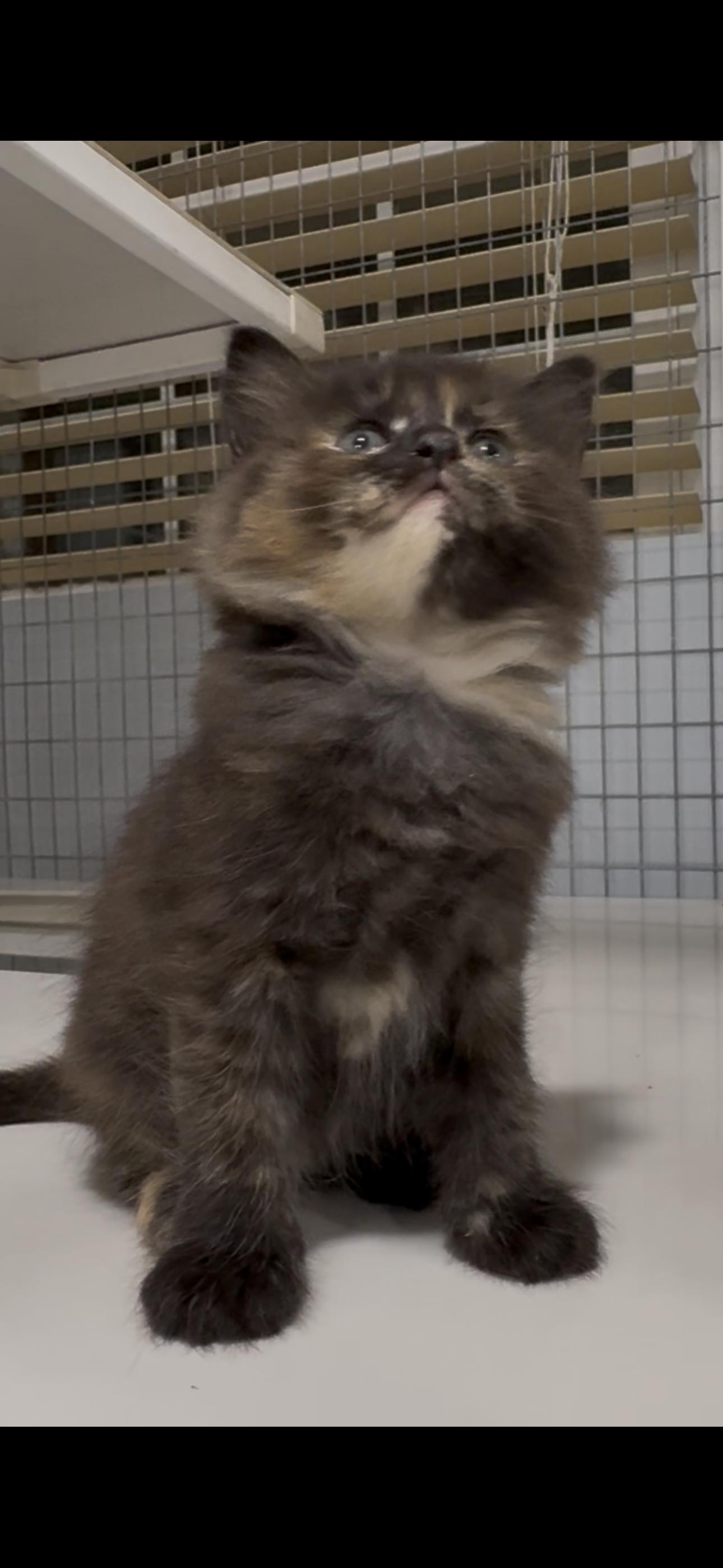 Enlarge Whitley X2026-399, a Adoptable mixed breed in Winder, GA image 5/6