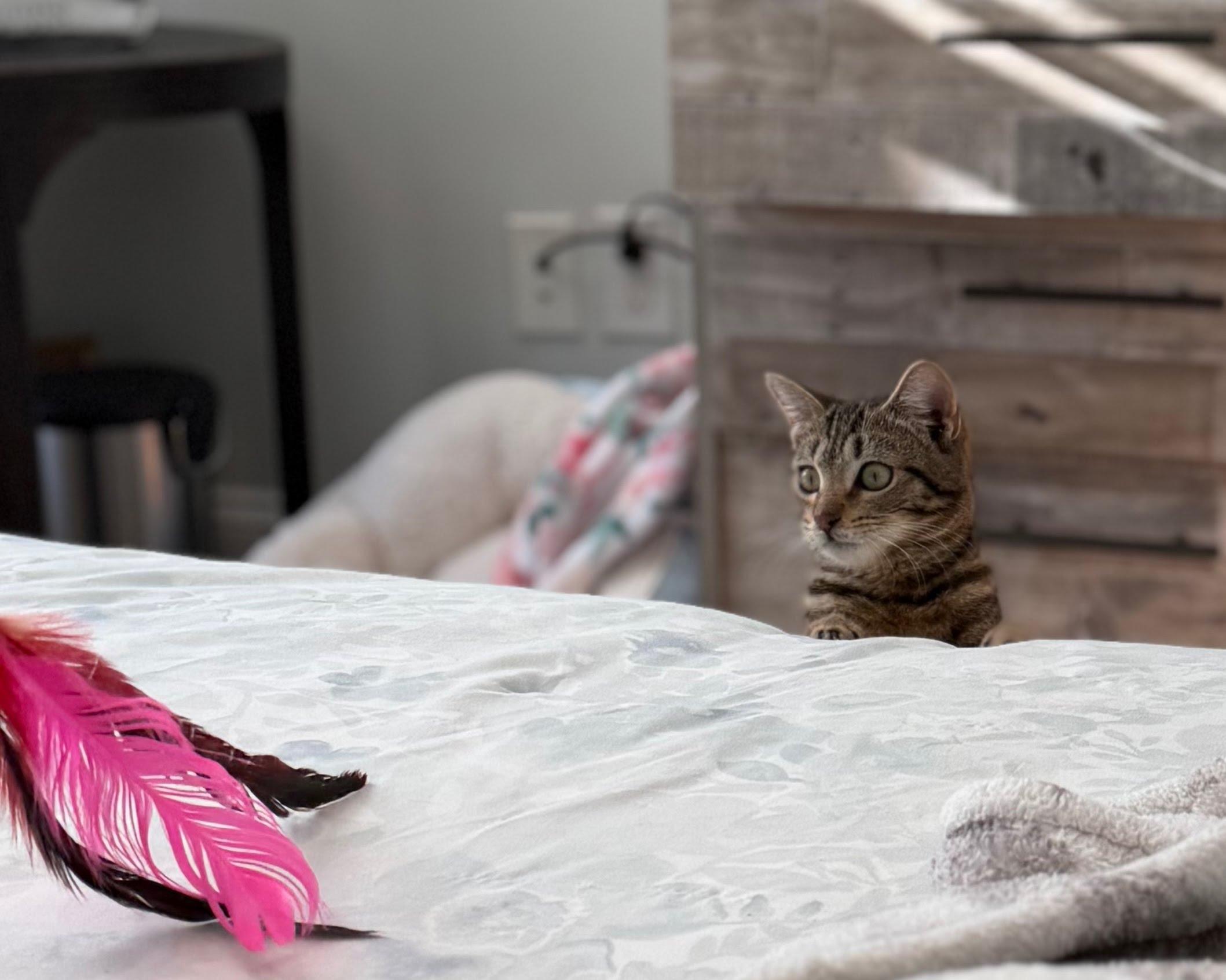 Enlarge Tate, a Adoptable Domestic Short Hair in Moncks Corner, SC image 1/5