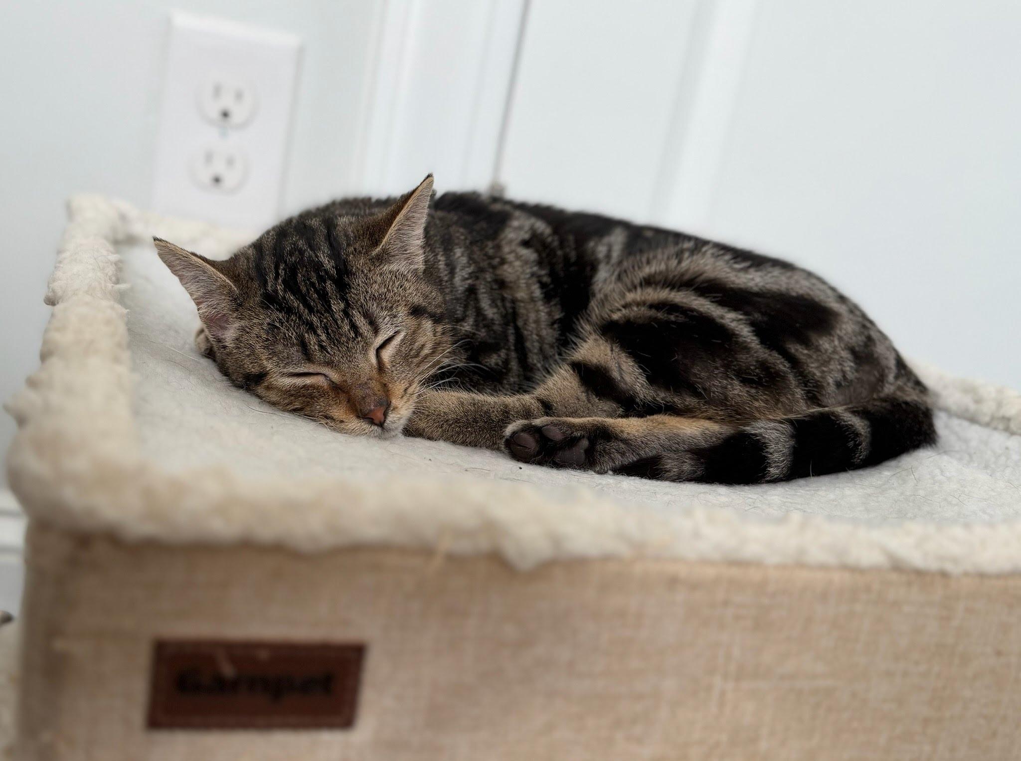 Enlarge Tate, a Adoptable Domestic Short Hair in Moncks Corner, SC image 2/5