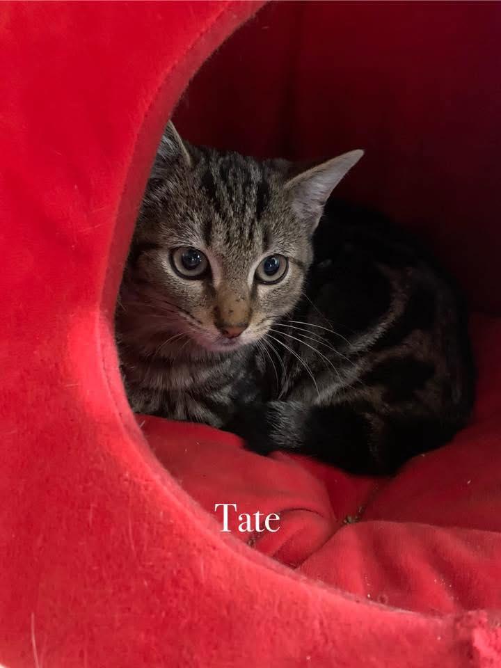 Enlarge Tate, a Adoptable Domestic Short Hair in Moncks Corner, SC image 3/5