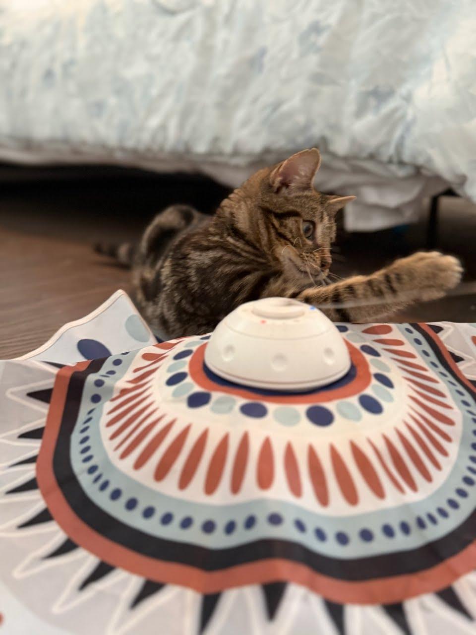 Enlarge Tate, a Adoptable Domestic Short Hair in Moncks Corner, SC image 4/5