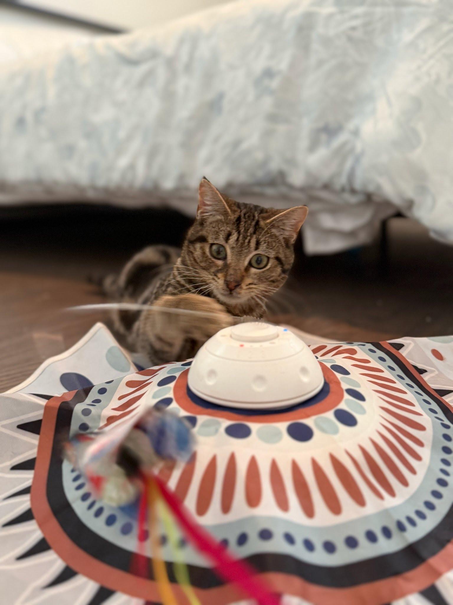 Enlarge Tate, a Adoptable Domestic Short Hair in Moncks Corner, SC image 5/5