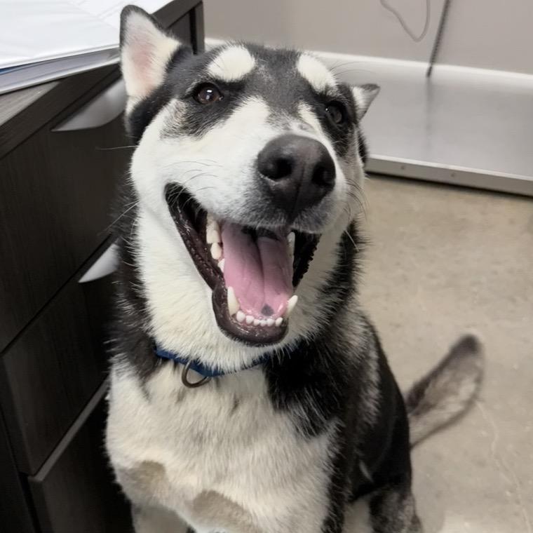 Meeko, Adoptable, Adult Male Siberian Husky.