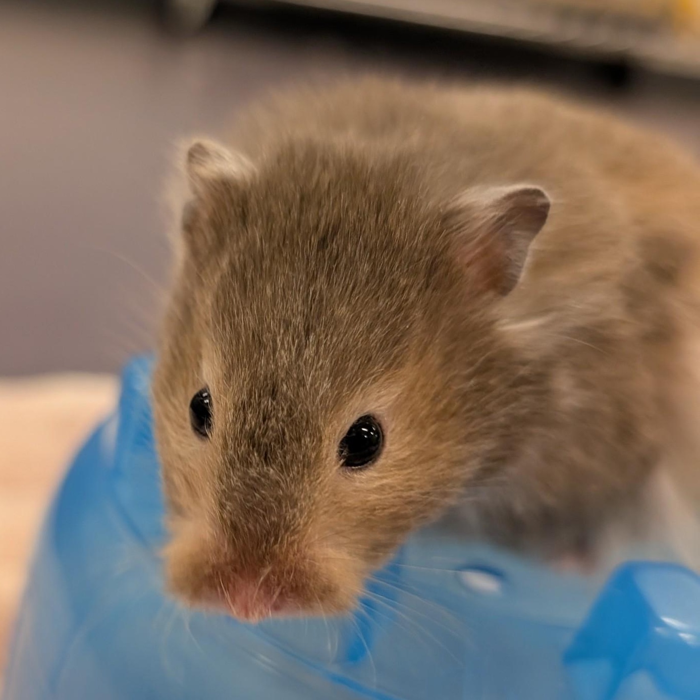 Enlarge Agar, a Adoptable Hamster in Onalaska, WI image 3/3