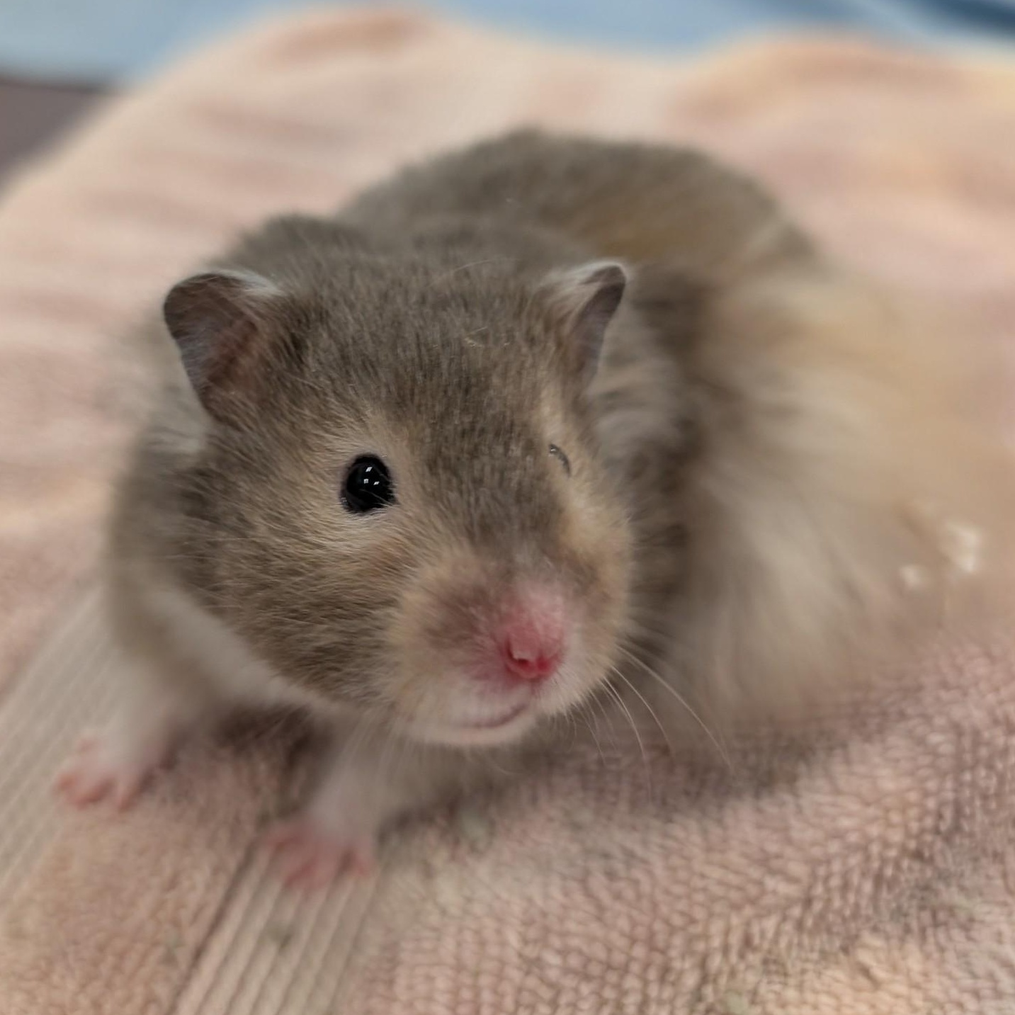 Enlarge Agar, a Adoptable Hamster in Onalaska, WI image 1/3