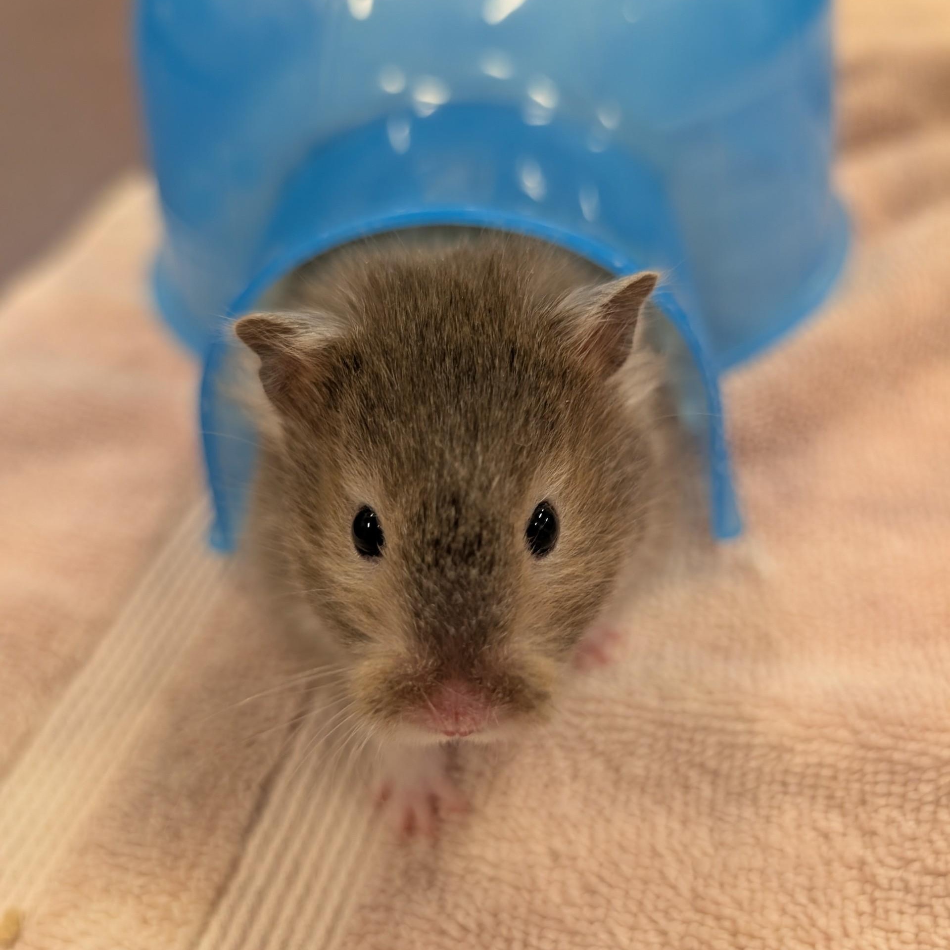 Enlarge Agar, a Adoptable Hamster in Onalaska, WI image 2/3