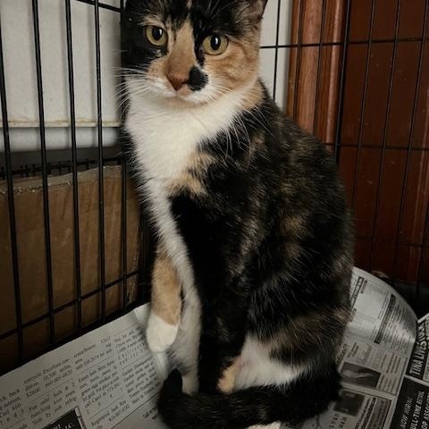 Karnie (Barn Home Program), Adopted, Adult Female Domestic Short Hair.