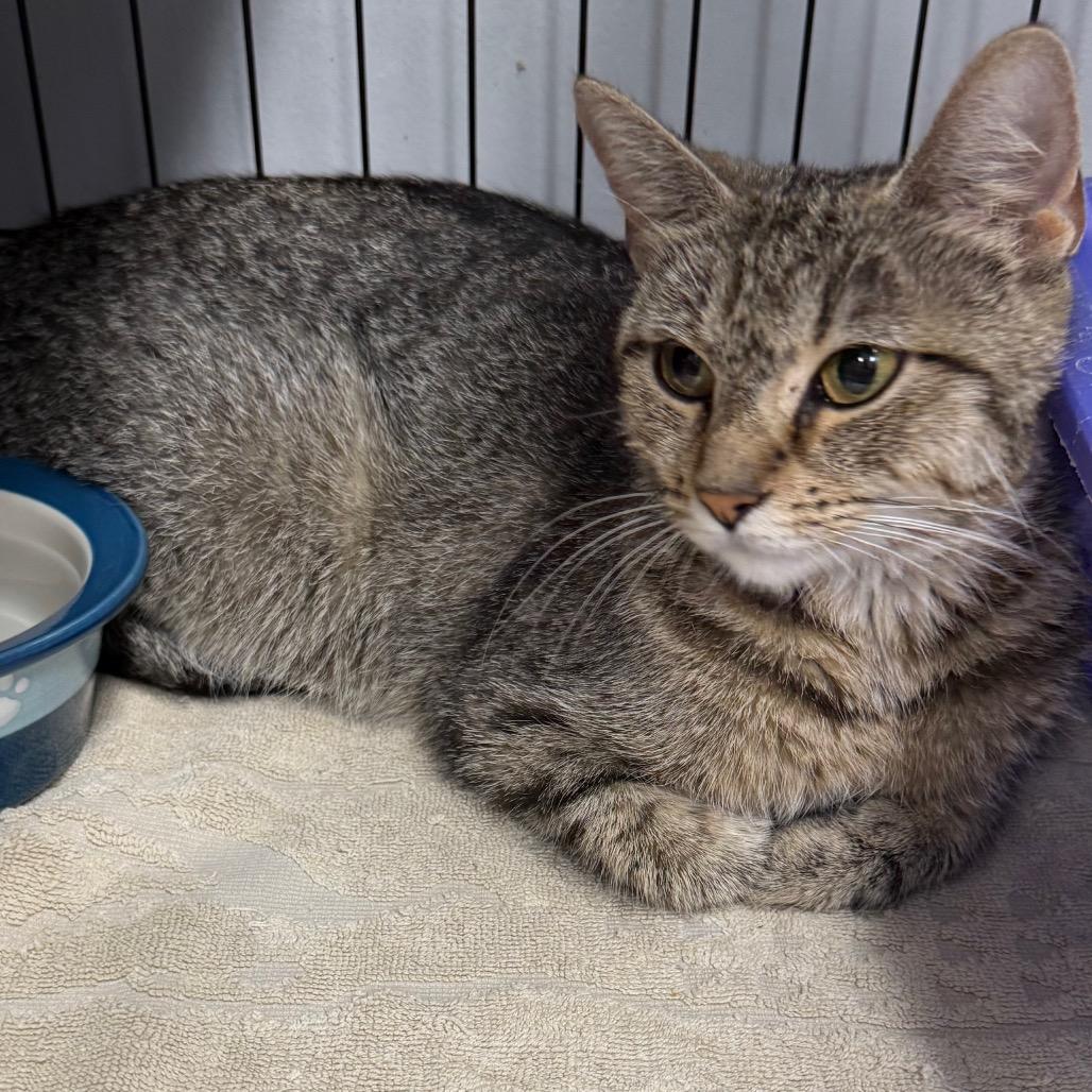 Enlarge Operation, a Adoptable Domestic Short Hair in Normal, IL image 1/1