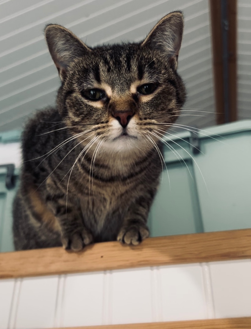 Pearl, Adoptable, Adult Female Domestic Short Hair.