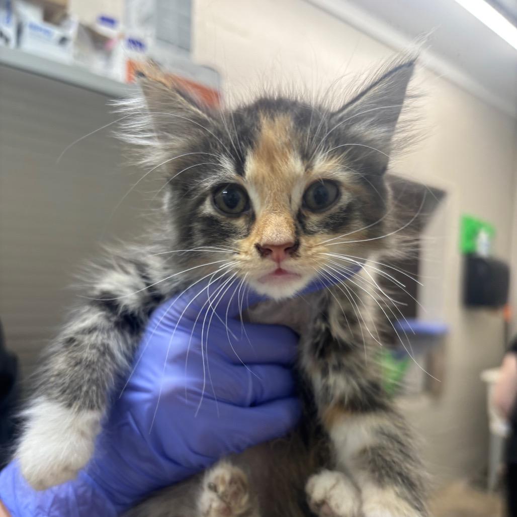 Swirl, Adoptable, Kitten Female Domestic Medium Hair.