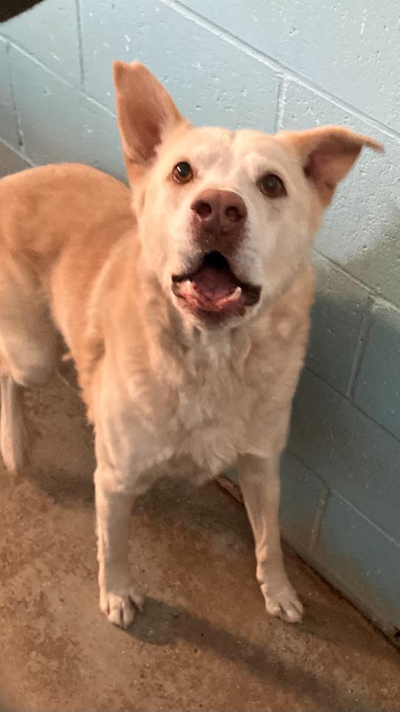 Enlarge Mo, a Adoptable mixed breed in Batesville, AR image 1/1