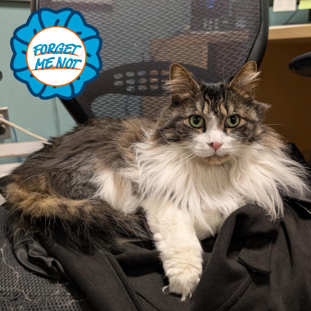 Enlarge Jasper, a Adoptable Domestic Medium Hair in Baltimore, MD image 1/3