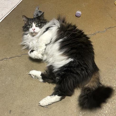 Enlarge Jasper, a Adoptable Domestic Medium Hair in Baltimore, MD image 2/3