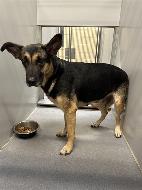 BEATRIX, Adoptable, Adult Female German Shepherd Dog.