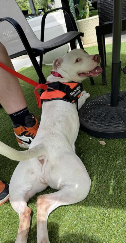 Bella, a Adoptable mixed breed in Conway, SC image 1/3
