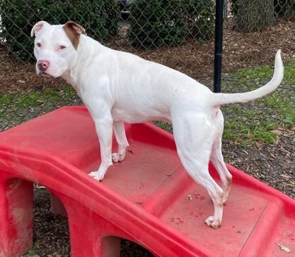 Bella, a Adoptable mixed breed in Conway, SC image 2/3