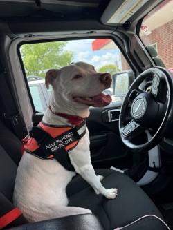 Bella, a Adoptable mixed breed in Conway, SC image 3/3