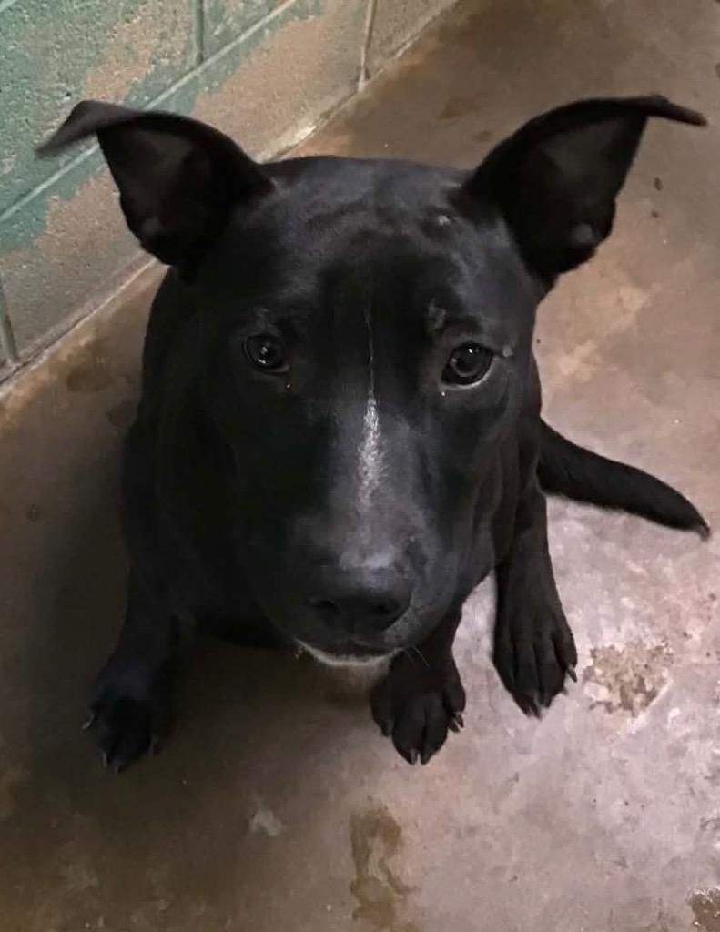 Enlarge Chaos, a Adoptable Mixed Breed in Beebe, AR image 1/1