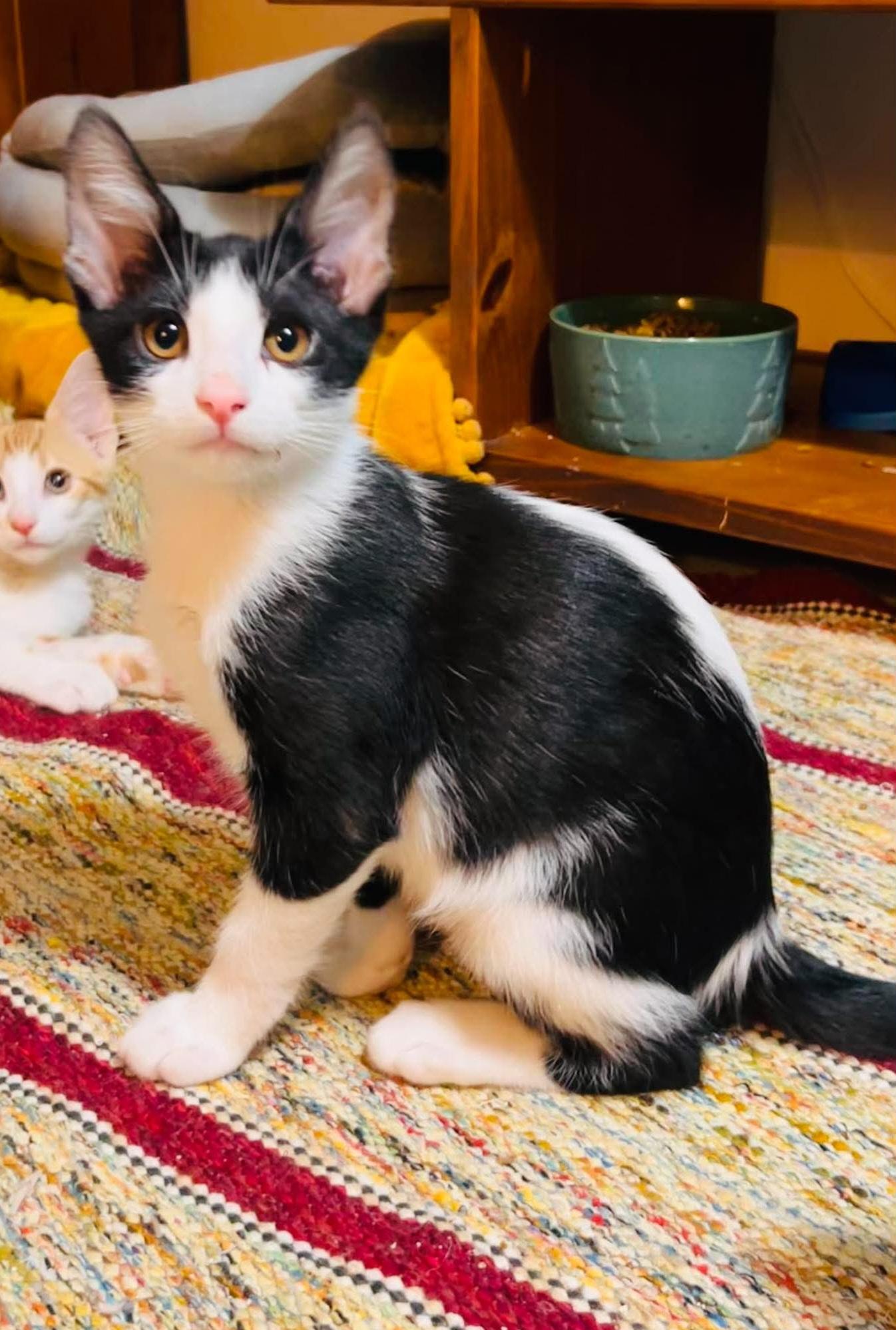 Cookie N. Cream, ADOPTABLE, Kitten Male Domestic Short Hair.