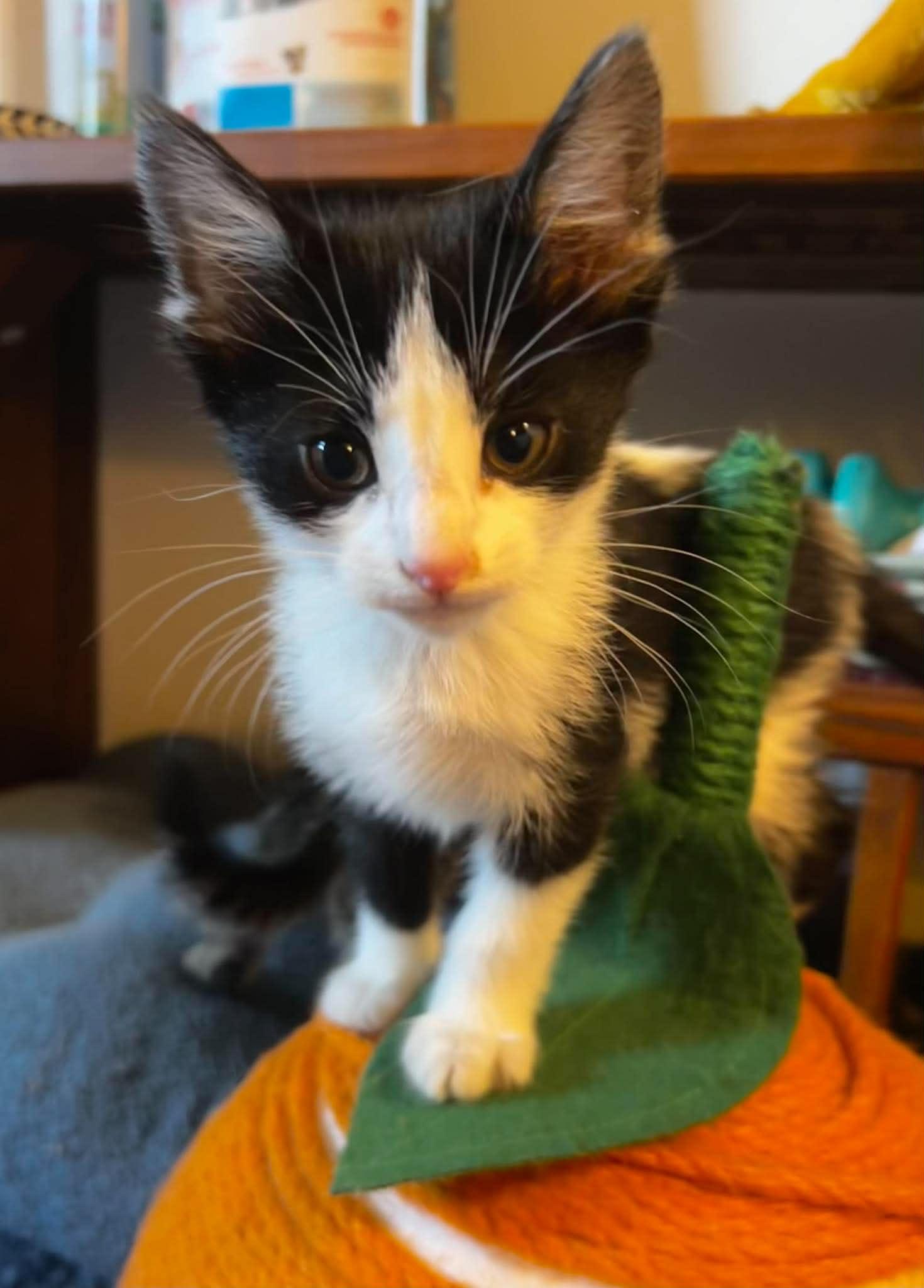Cookie N. Cream, a ADOPTABLE Domestic Short Hair in Bloomsdale, MO image 2/6