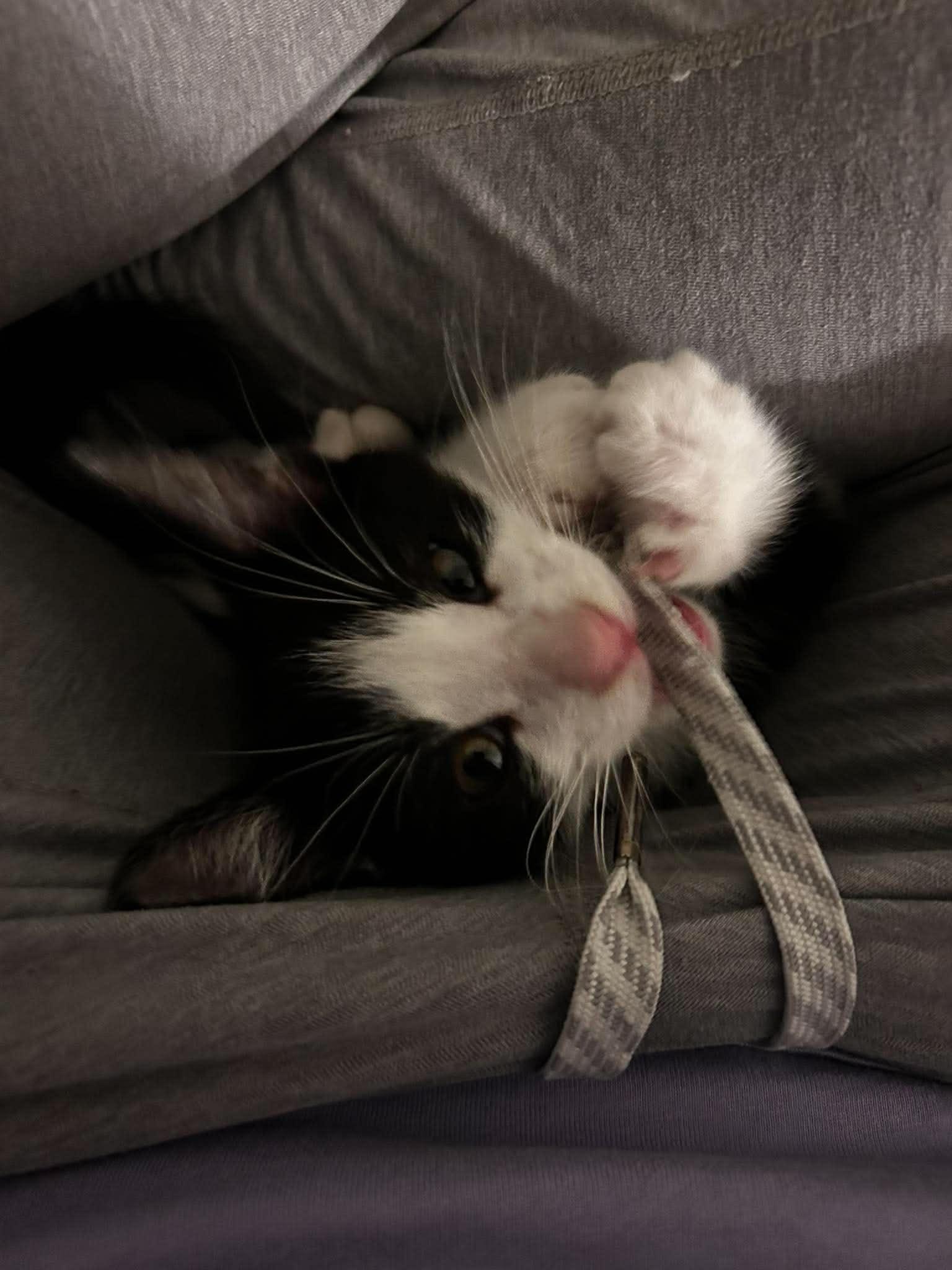 Cookie N. Cream, a ADOPTABLE Domestic Short Hair in Bloomsdale, MO image 6/6