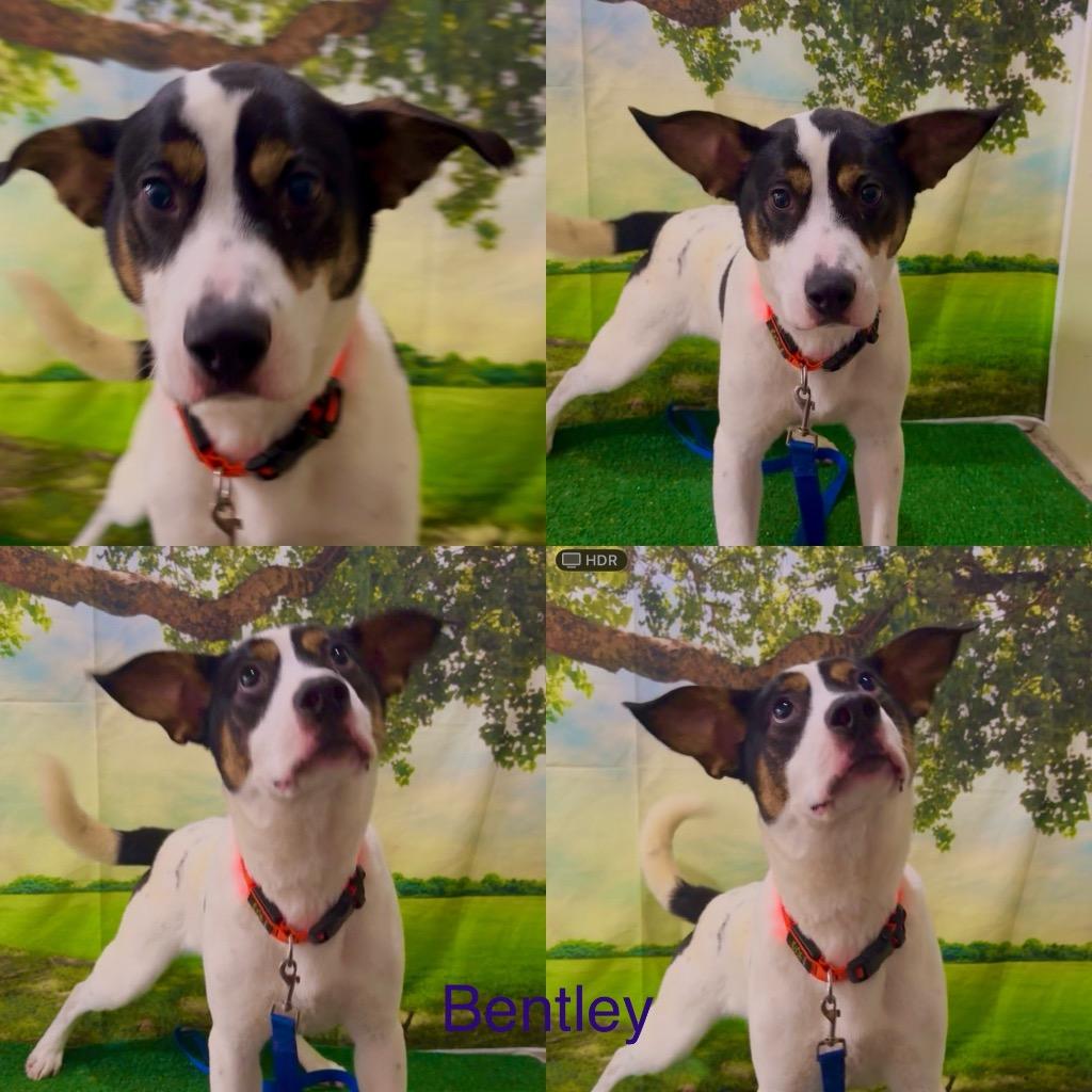 Bently, Adoptable, Young Male Hound.