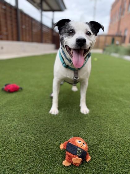 Bam, Adoptable, Adult Male Staffordshire Bull Terrier & Mixed Breed.