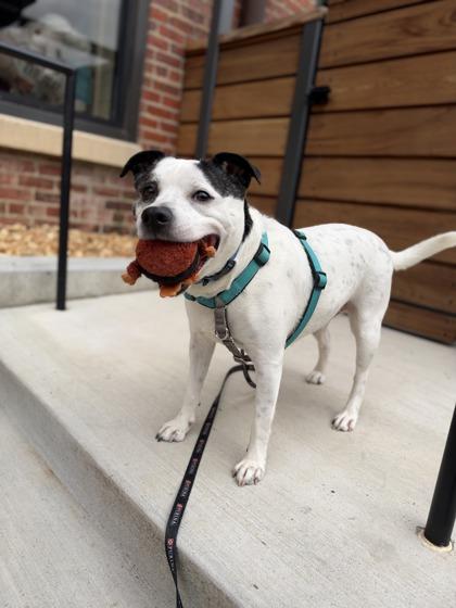 Enlarge Bam, a Adoptable mixed breed in Richmond, VA image 3/3