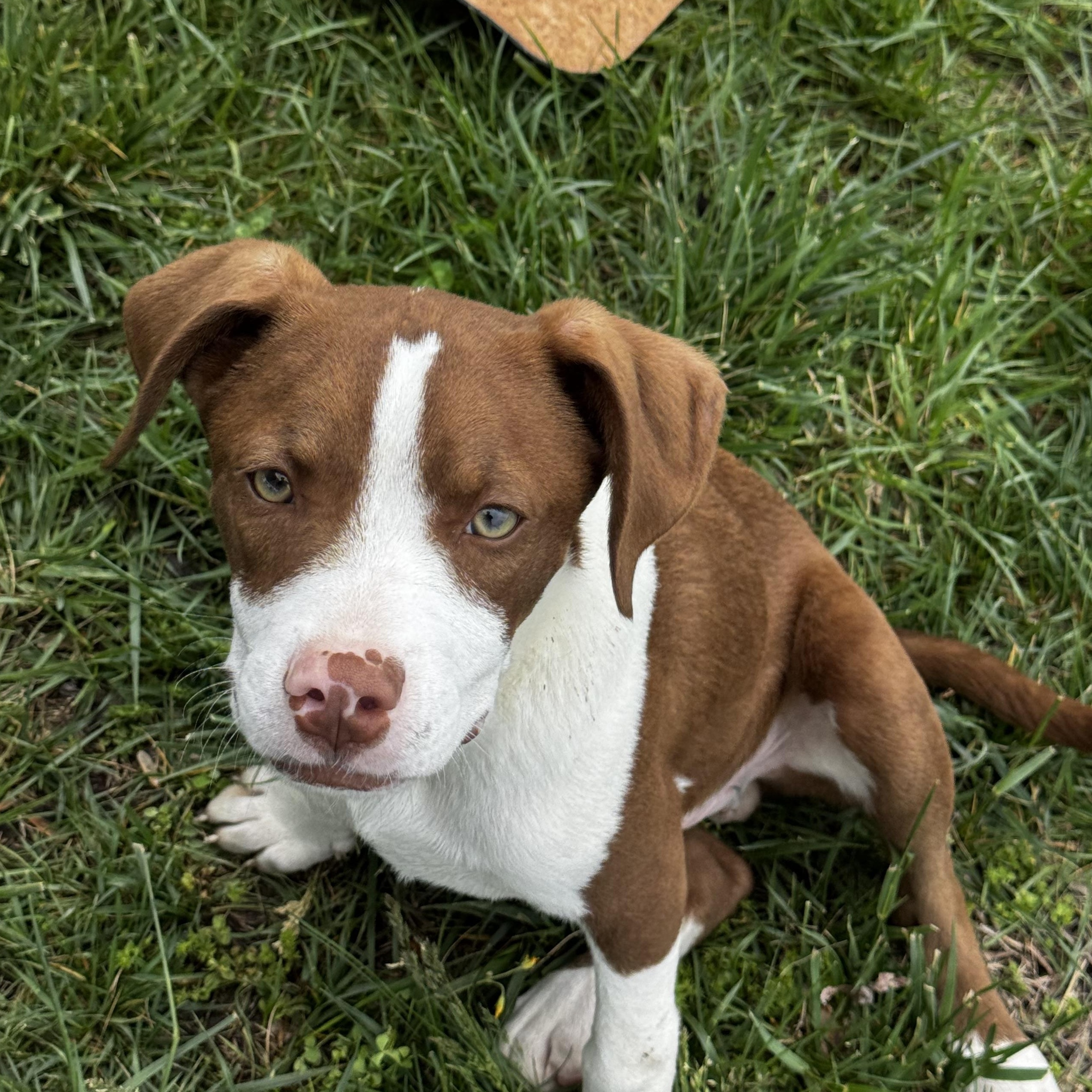 Bowie, Young Male Mixed Breed