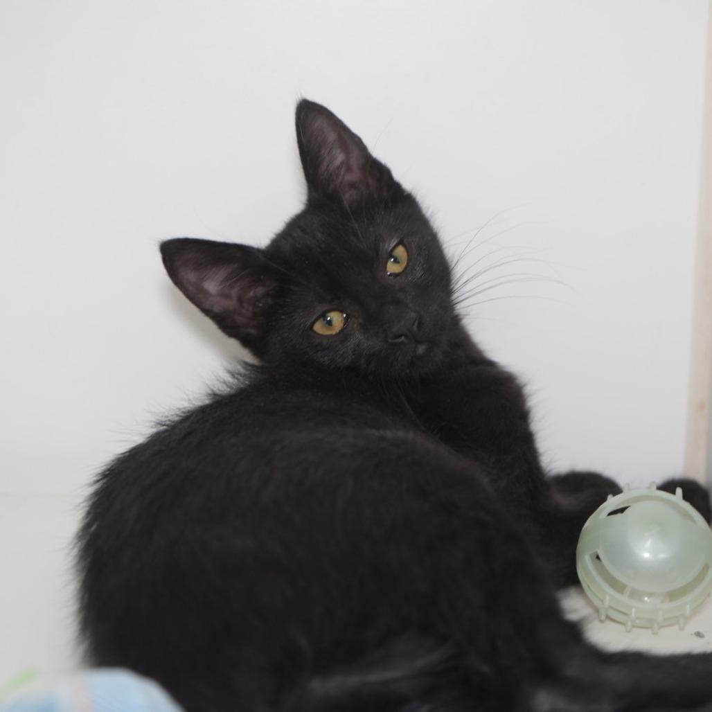 Enlarge Brittany, a Adoptable Domestic Short Hair in Coachella, CA image 1/5