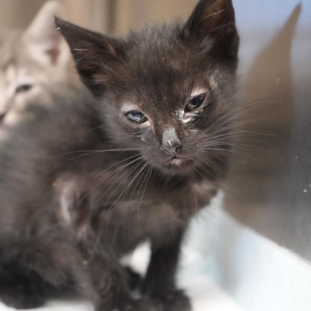 Enlarge Brittany, a Adoptable Domestic Short Hair in Coachella, CA image 2/5