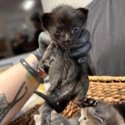 Enlarge Brittany, a Adoptable Domestic Short Hair in Coachella, CA image 3/5
