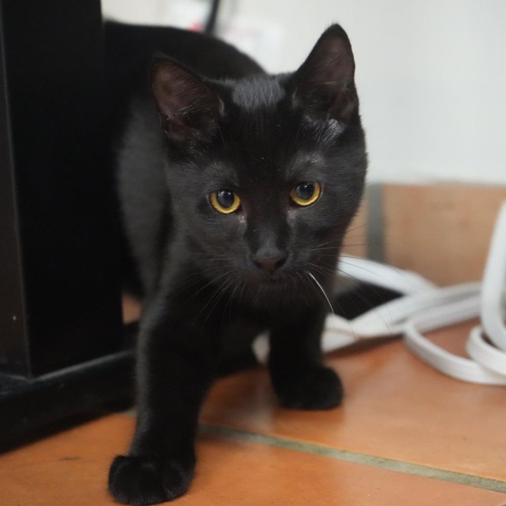 Enlarge Brittany, a Adoptable Domestic Short Hair in Coachella, CA image 4/5