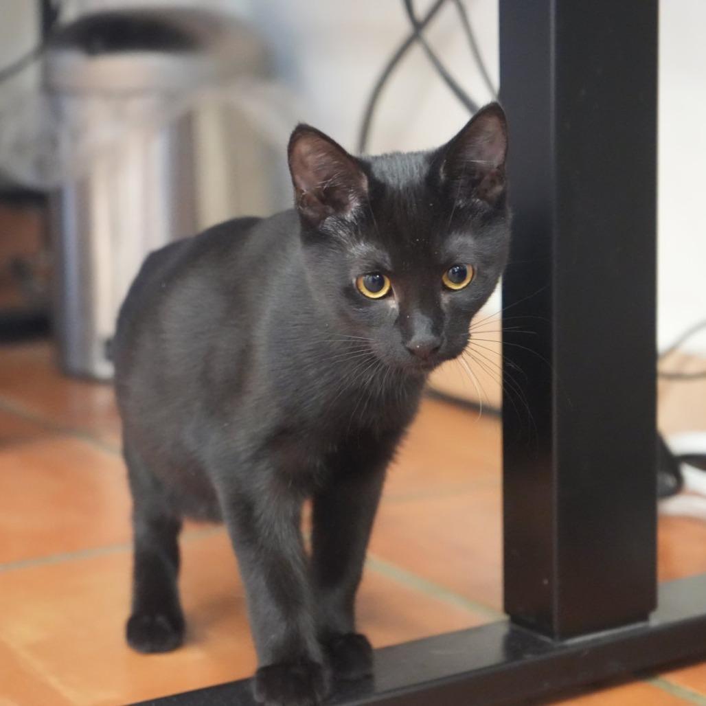 Enlarge Brittany, a Adoptable Domestic Short Hair in Coachella, CA image 5/5