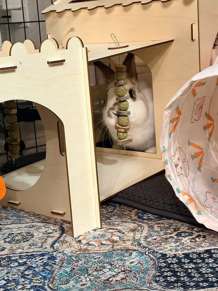 Enlarge Bobo Bananas , a ADOPTABLE New Zealand in St. Charles, MO image 4/4