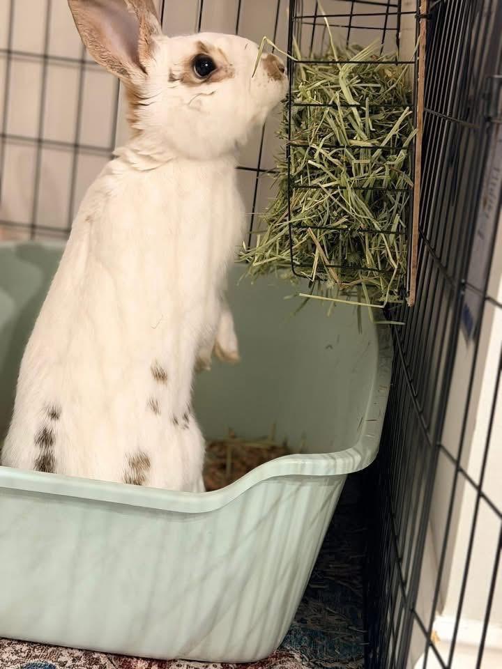 Enlarge Bobo Bananas , a ADOPTABLE New Zealand in St. Charles, MO image 3/4