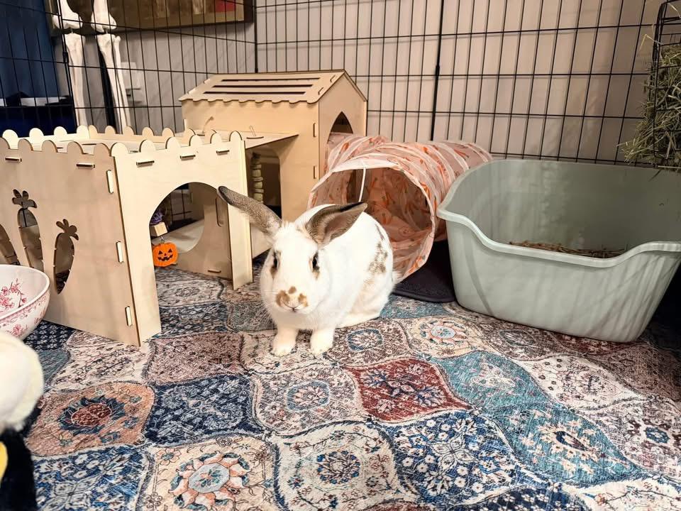 Bobo Bananas , ADOPTABLE, Adult Male New Zealand.