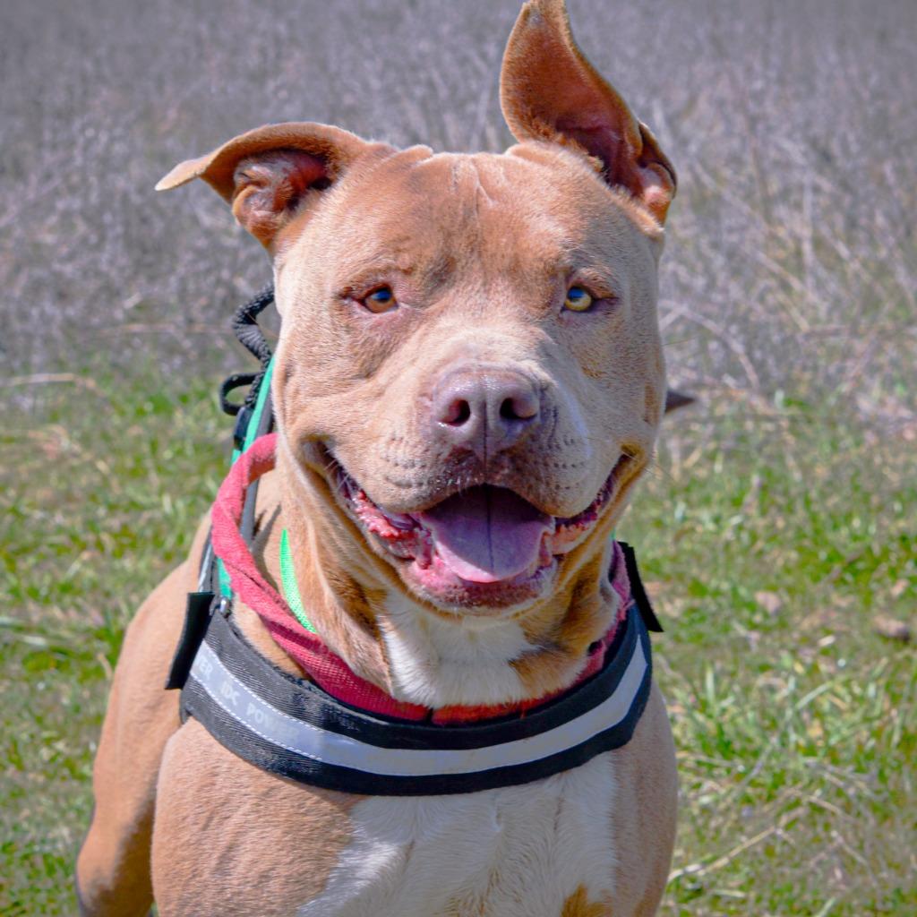 TANK, Adoptable, Senior Male American Staffordshire Terrier.