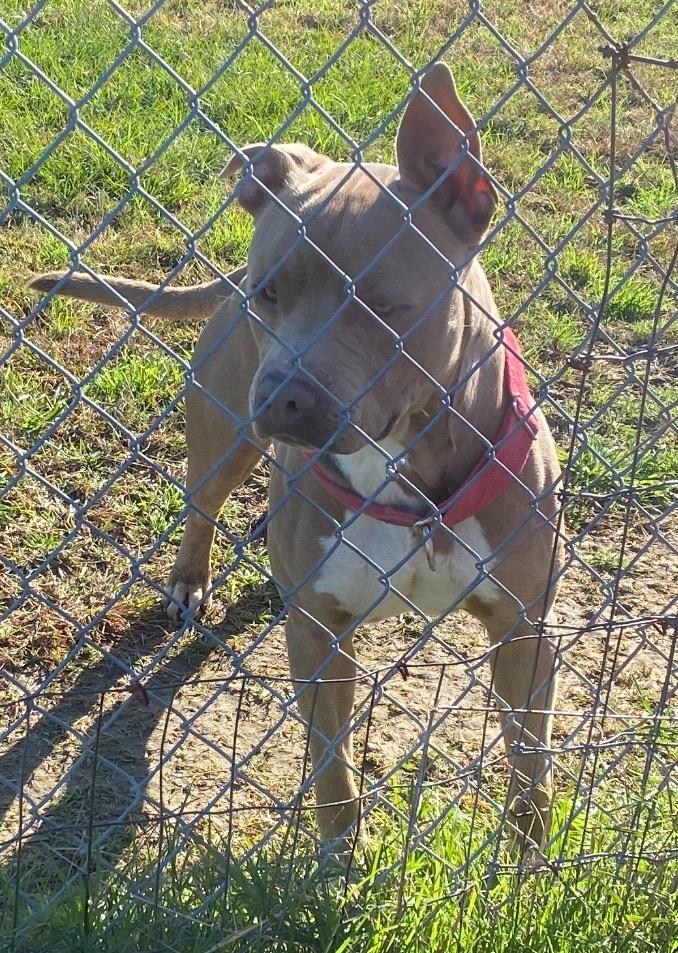 Enlarge TANK, a Adoptable American Staffordshire Terrier in Quinlan, TX image 2/2