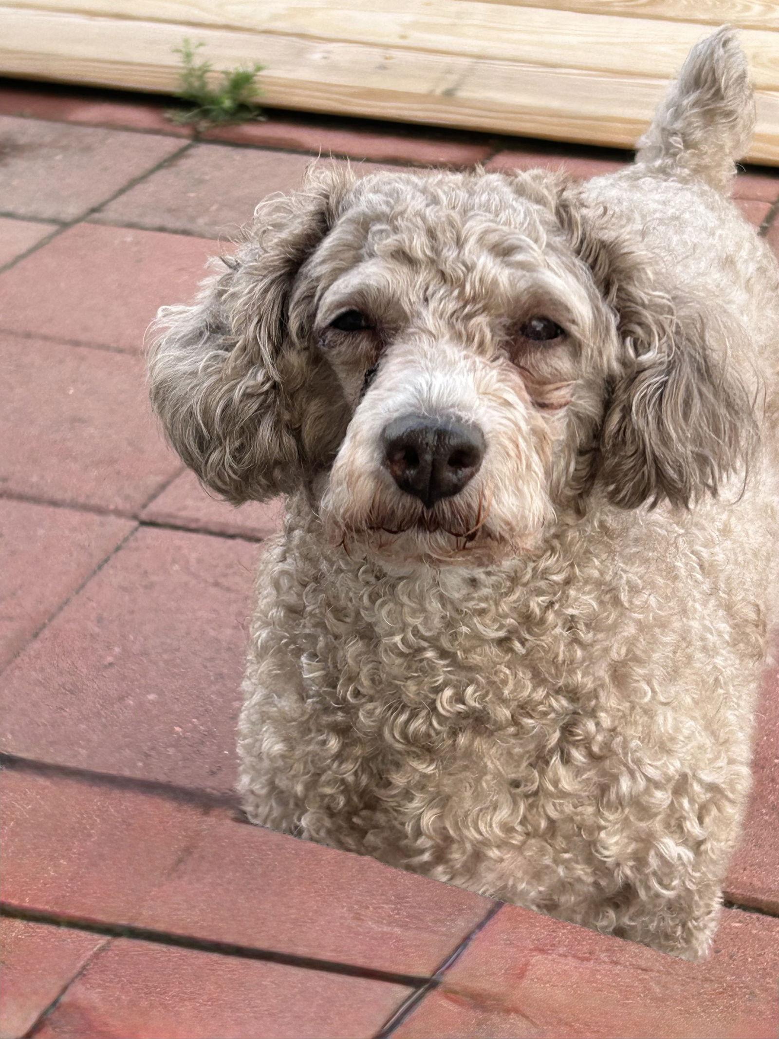 Coco Apr 25 - In Foster in Rocky Mount, NC, a Adopted Poodle in Pacolet, SC image 3/3