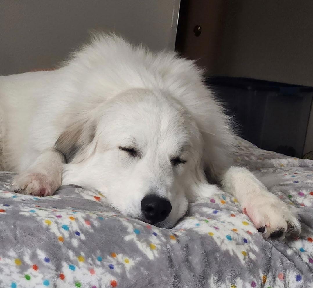 Graciela, Adoptable, Adult Female Great Pyrenees.