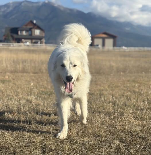 Enlarge Graciela, a Adoptable Great Pyrenees in Hamilton, MT image 2/3