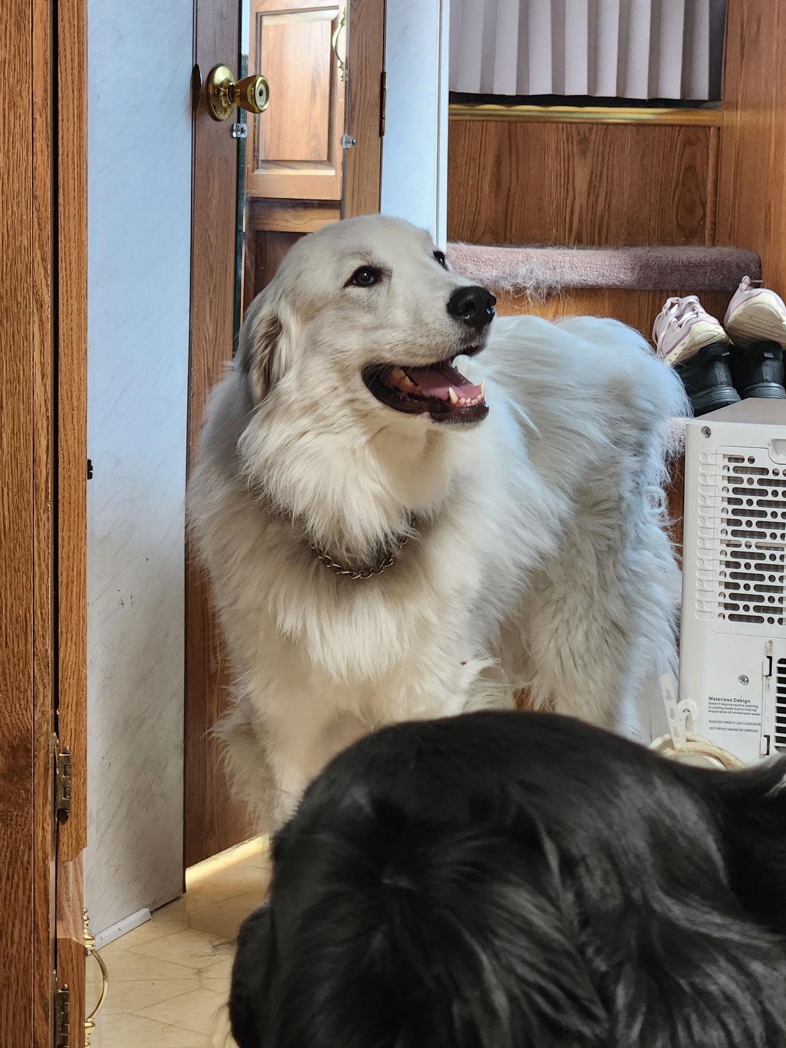 Enlarge Graciela, a Adoptable Great Pyrenees in Hamilton, MT image 3/3