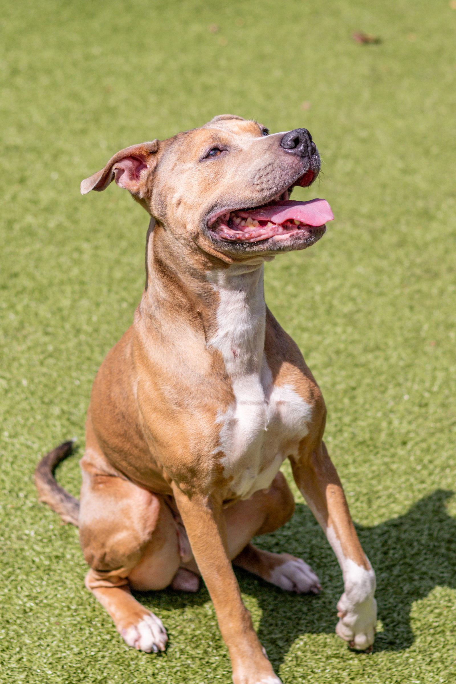 Guapa, Adoptable, Adult Female Terrier.