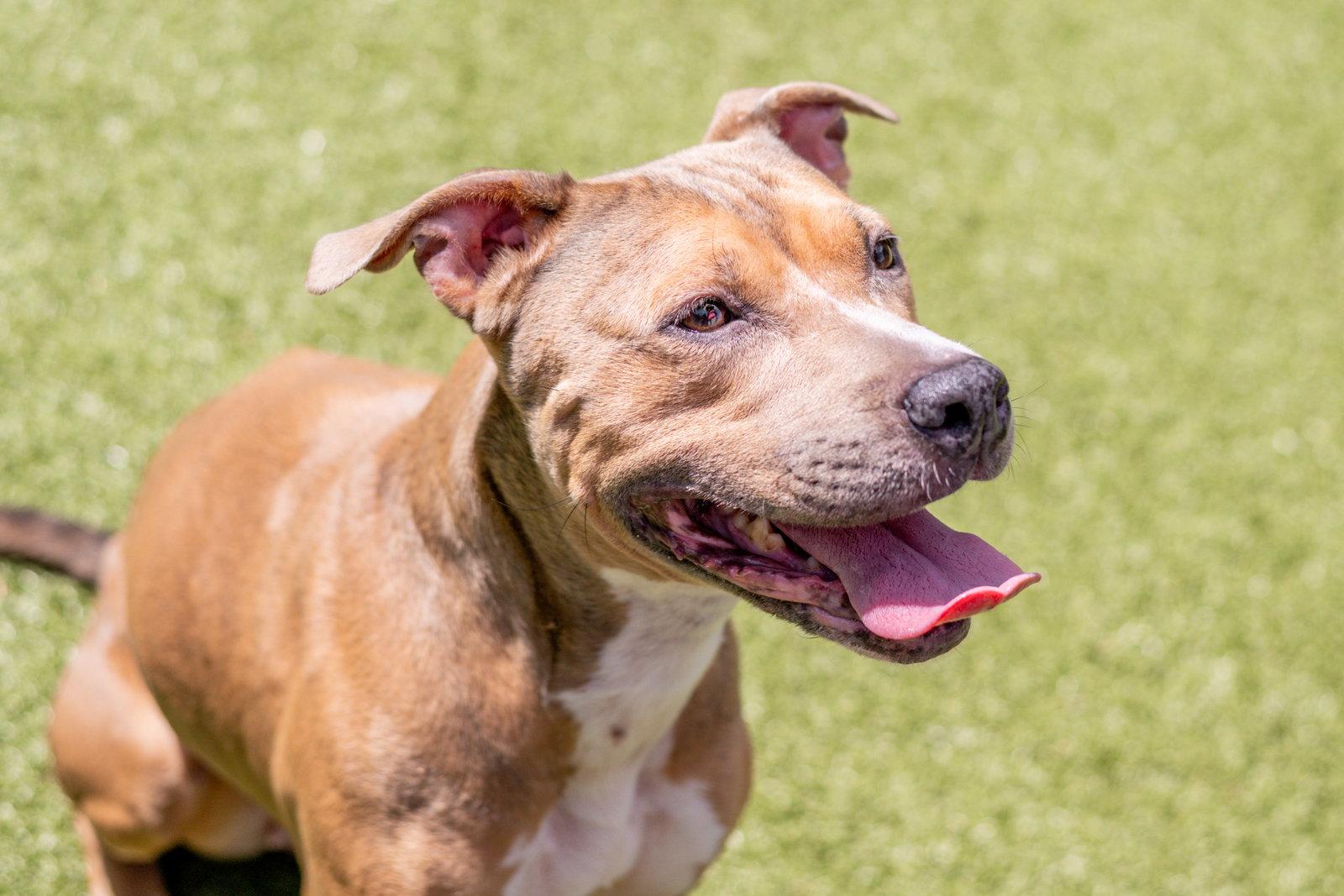 Enlarge Guapa, a Adoptable Terrier in Hilton Head Island, SC image 2/3