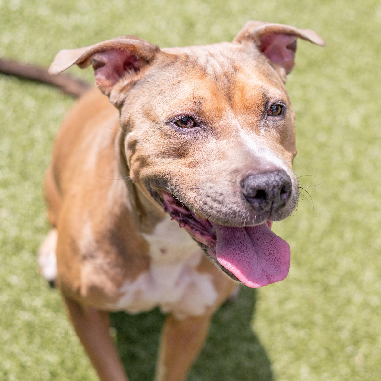 Enlarge Guapa, a Adoptable Terrier in Hilton Head Island, SC image 3/3